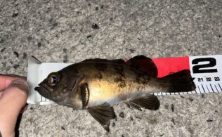めばるの釣果です