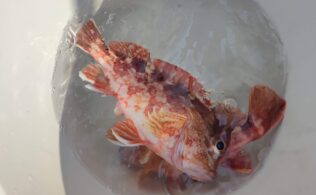 カサゴの釣果です