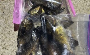 メバルの釣果です
