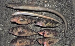 アナゴにカサゴ釣れています！