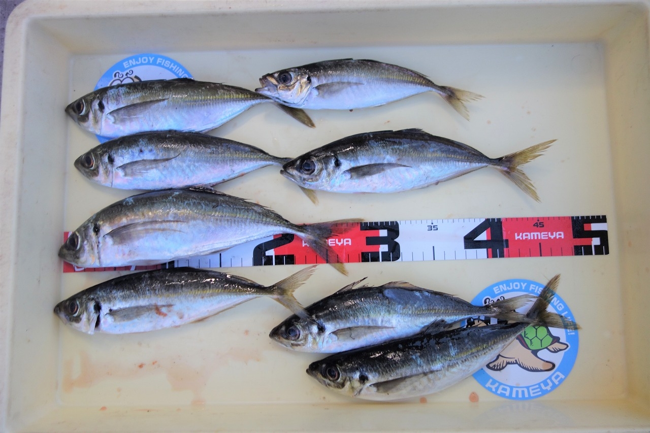 良型の鰺釣れています！ | かめや釣具