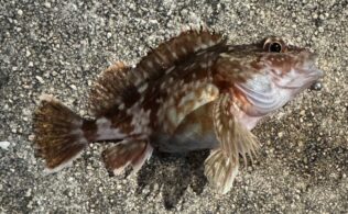 根魚の釣果です