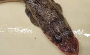 コチの釣果です