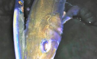 シーバスの釣果です。