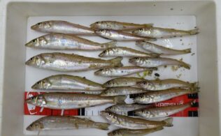 近場でキス釣れてます！