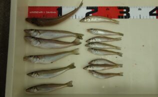 キス釣果情報!!!
