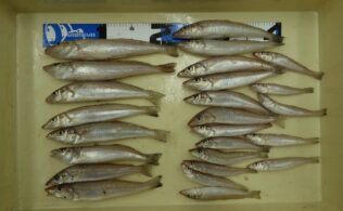 キスの釣果情報!!!