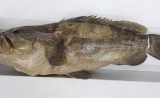 山陰からクエの釣果です！