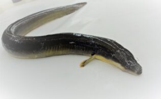 【ビッグサイズ】うなぎ！！！