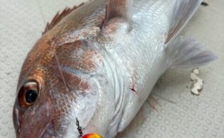 一つテンヤ真鯛釣果