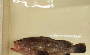 アコウの釣果です