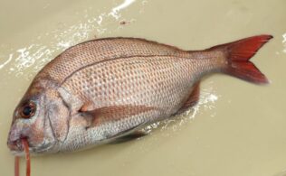 鯛の釣果です