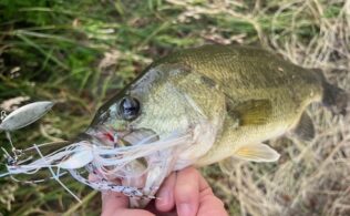バス釣果