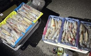 6月28日ケンサキイカ