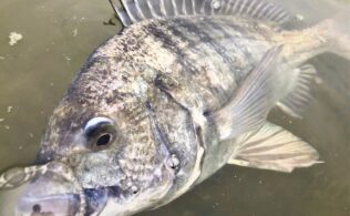 チヌの釣果です。