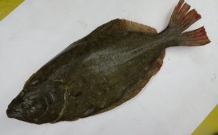 90㎝のヒラメ釣れてます(≧◇≦)！！
