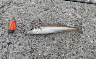 キス釣り情報です