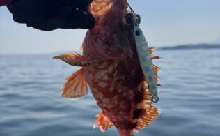 カサゴの釣果です