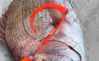タイラバ釣果