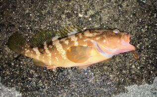 アコウ釣果情報