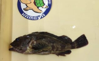 釣果持ち込みキャンペーン開催中！