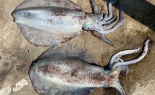 アオリイカが良く釣れています！