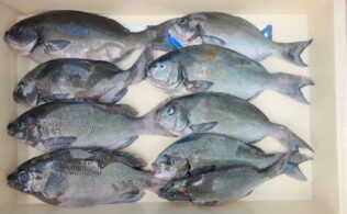 グレ釣れてます!(^^)!