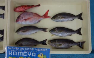 [2025/7/13]イサキ　伊方沖