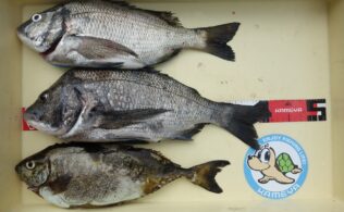 フカセ釣りにてチヌ釣れています。