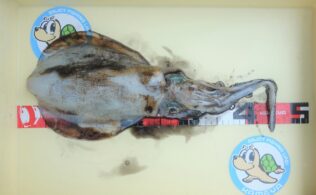 アオリイカがまだまだ釣れています！