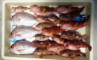 胴突きでカサゴに真鯛釣れています！