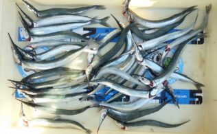 サヨリが良く釣れています！