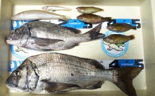 ルアーでチヌ釣れています！