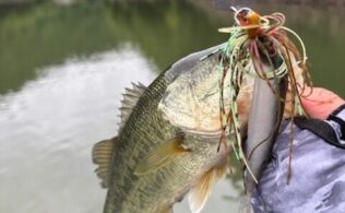 バス釣果