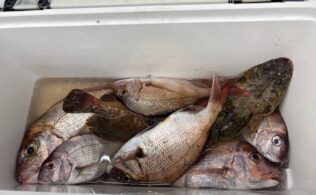 真鯛釣果