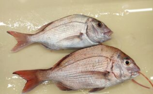 真鯛の釣果です