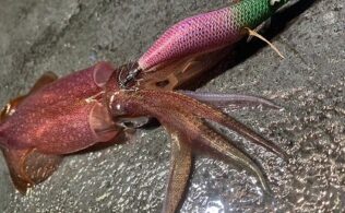 7月18日ケンサキイカ