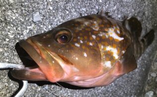 アコウの釣果です。