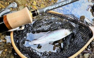 アマゴの釣果です。