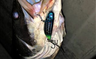 シーバスの釣果です。