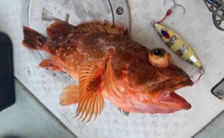 7.29 山陰カンナカ　根魚ジギング