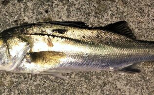 シーバスの釣果です。