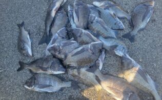 チヌ釣果
