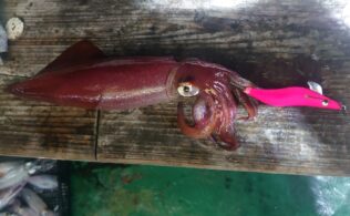 【ケンサキイカ】釣果が上向いてきております😇
