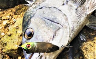 チヌの釣果です。