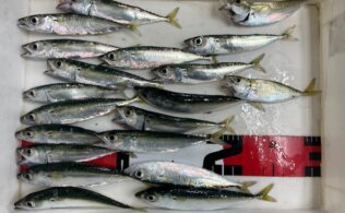 豆アジに小サバ釣れています。