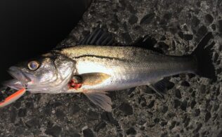 シーバスの釣果です。