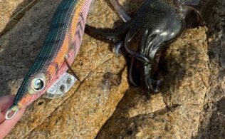 アオリイカの釣果です