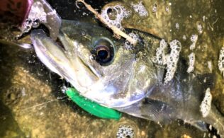 シーバスの釣果です。