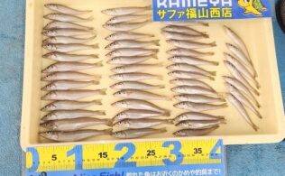 2025.9.4 キス　内海町　